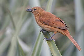 White-lined Tanager