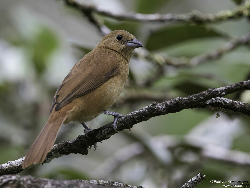 White-lined Tanager female adult