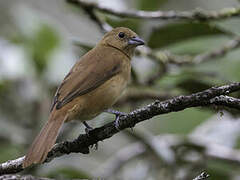 White-lined Tanager