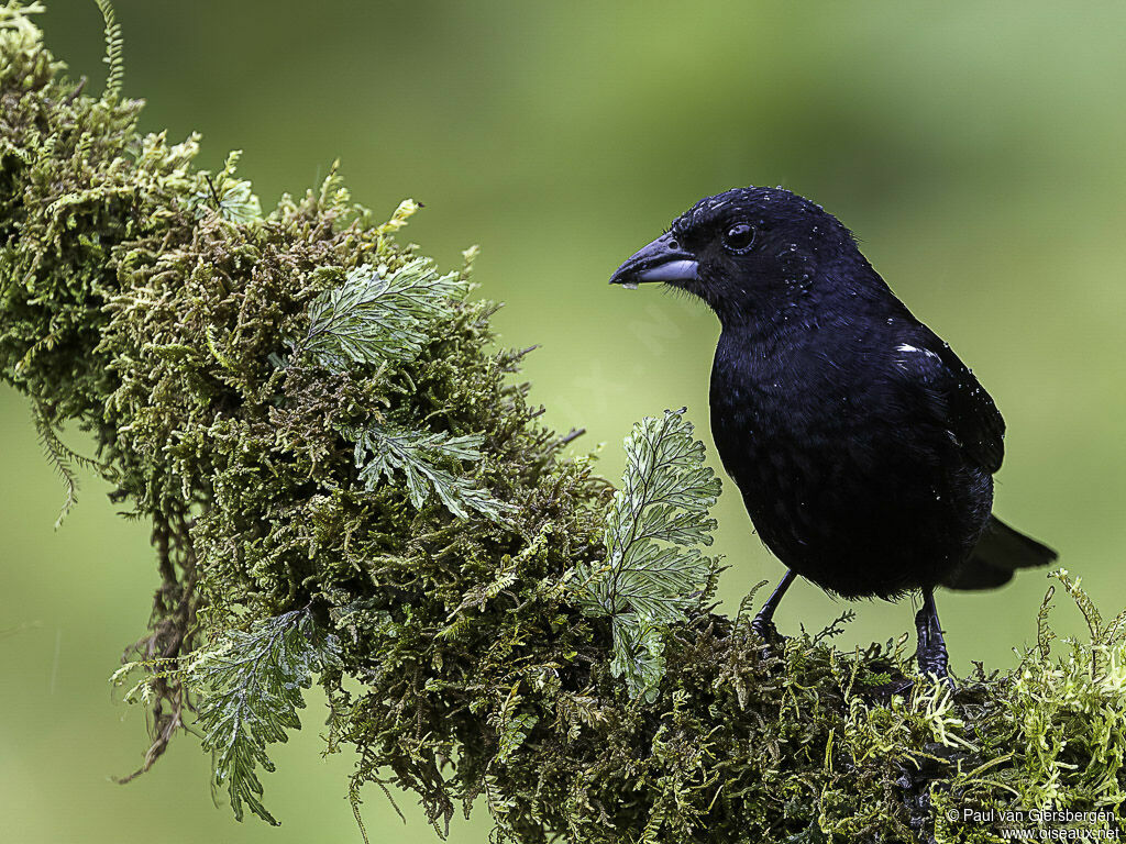 White-lined Tanager male adult