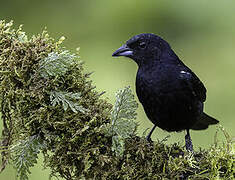 White-lined Tanager