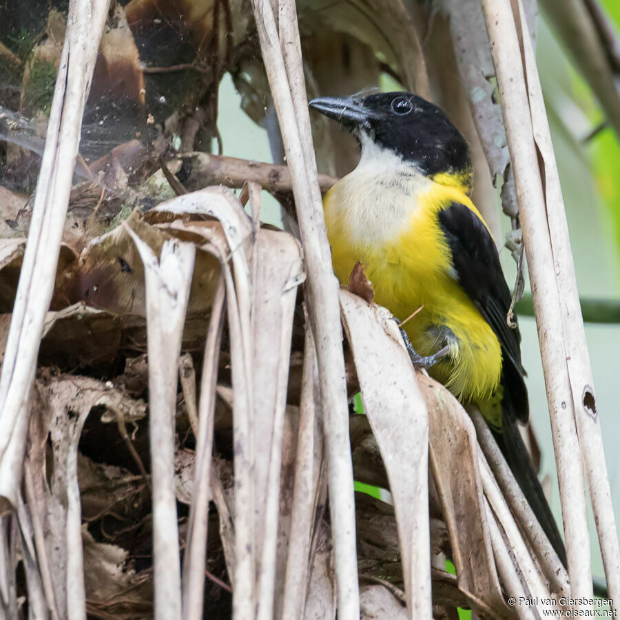 White-throated Shrike-Tanageradult