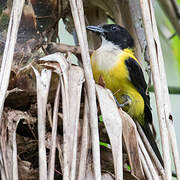 White-throated Shrike-Tanager