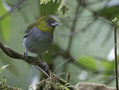 Yellow-throated Bush Tanager