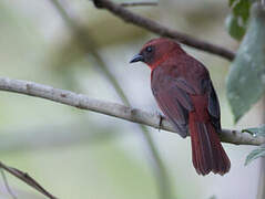 Tangara à gorge rouge