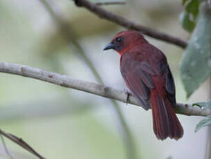 Tangara à gorge rouge