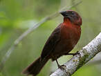 Tangara à gorge rouge