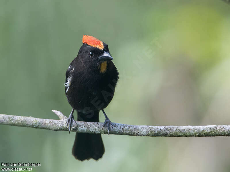 Flame-crested Tanager male adult, close-up portrait