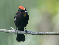 Flame-crested Tanager