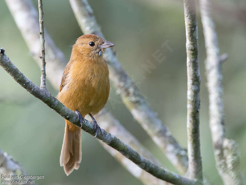 Flame-crested Tanager female adult, identification