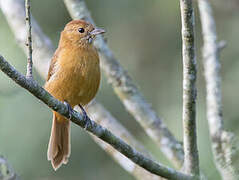 Flame-crested Tanager