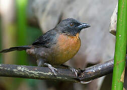 Black-cheeked Ant Tanager