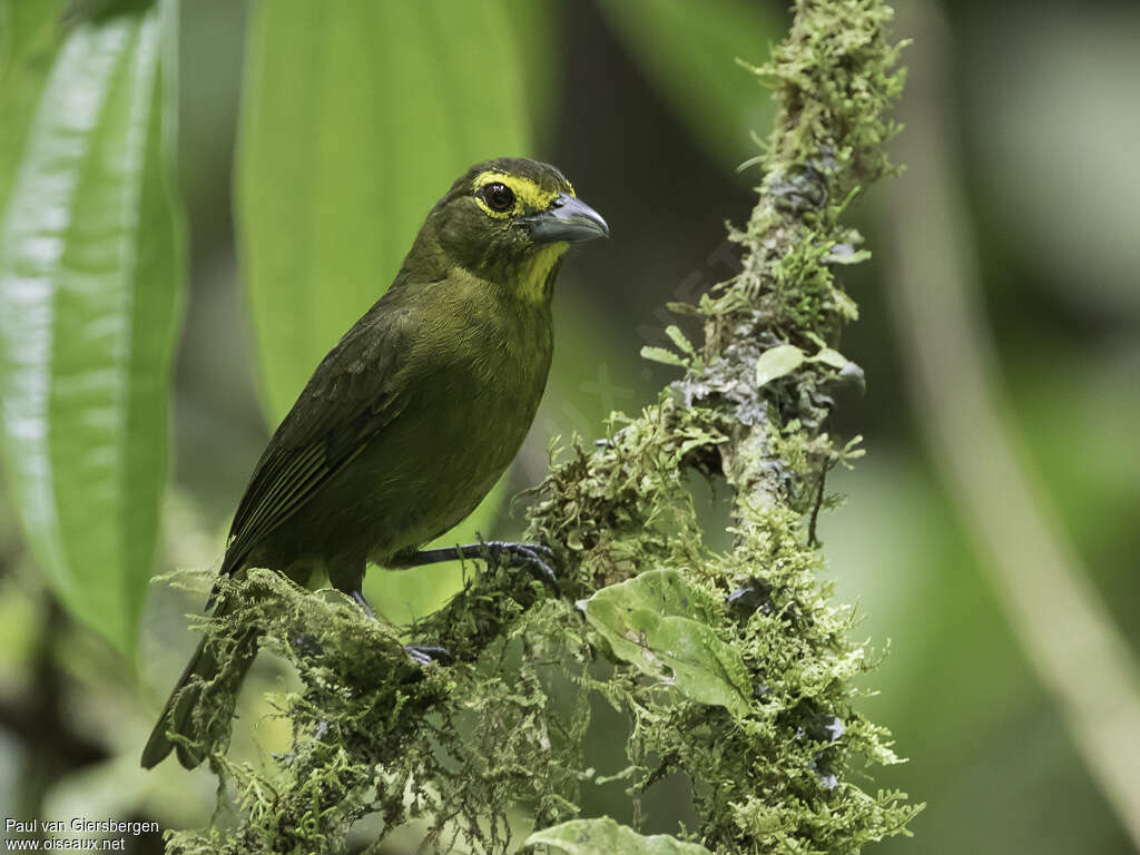 Tangara à lunettesadulte, identification