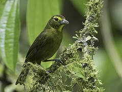 Lemon-spectacled Tanager