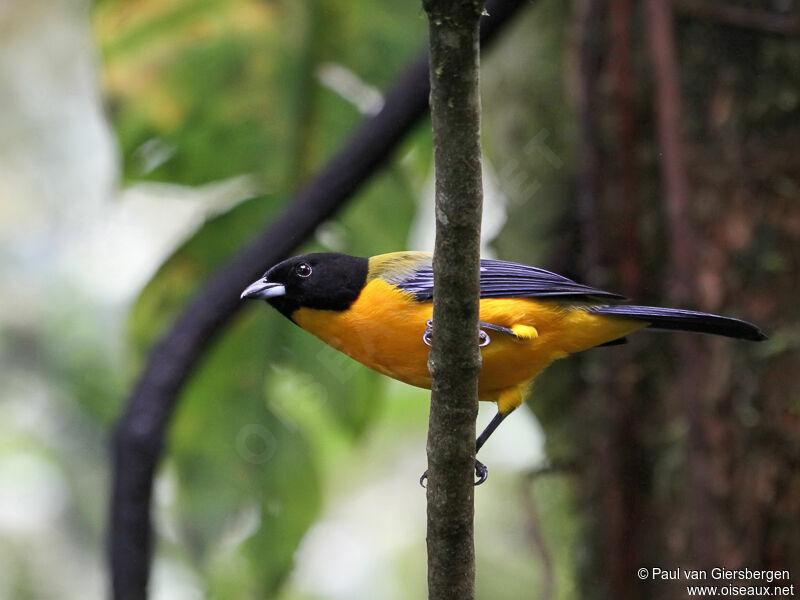 Black-chinned Mountain Tanager