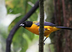 Black-chinned Mountain Tanager