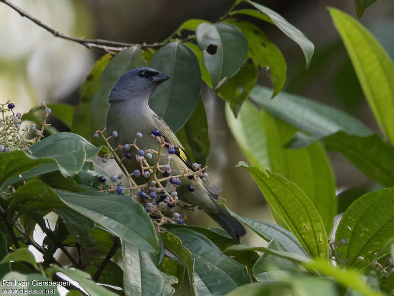 Yellow-winged Tanageradult