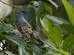 Yellow-winged Tanager