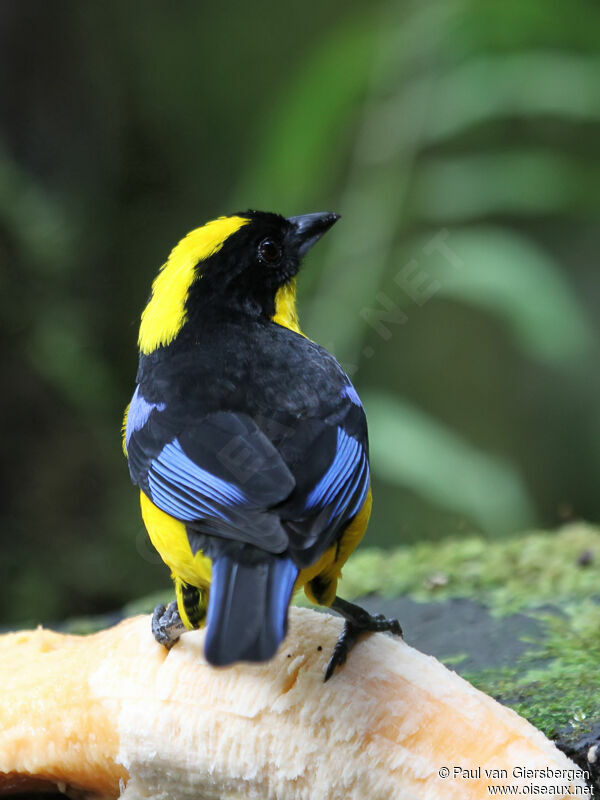 Blue-winged Mountain Tanager