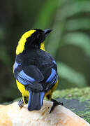 Blue-winged Mountain Tanager