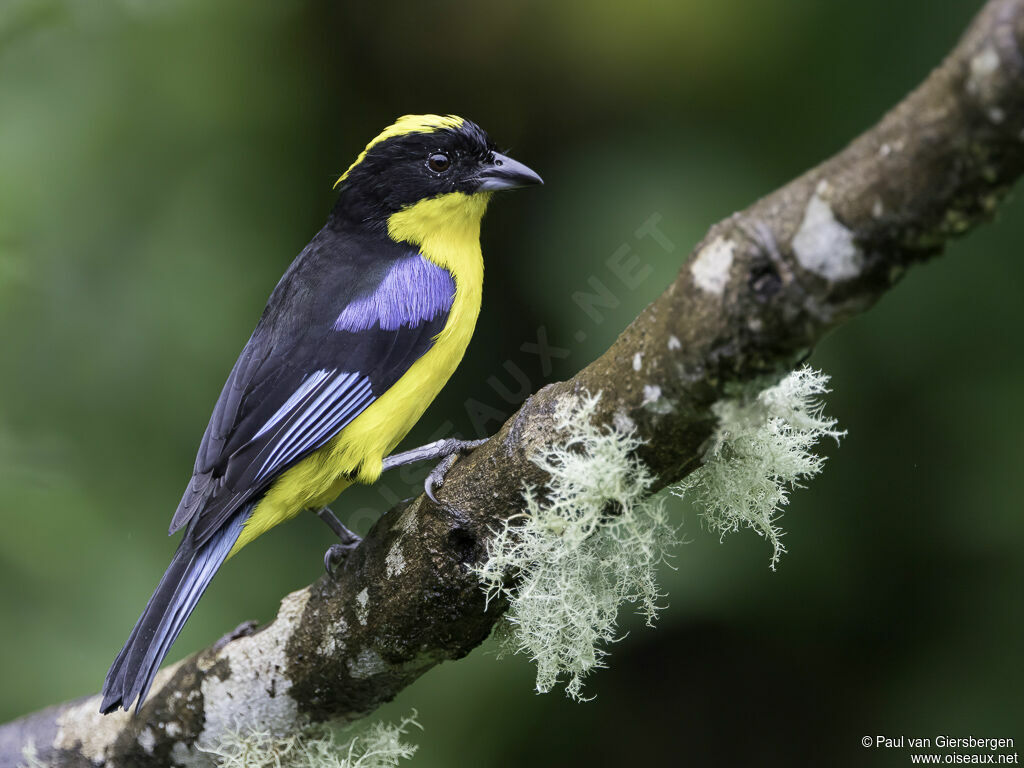 Blue-winged Mountain Tanageradult