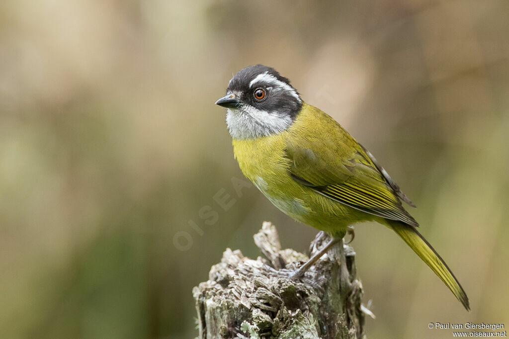 Sooty-capped Bush Tanageradult