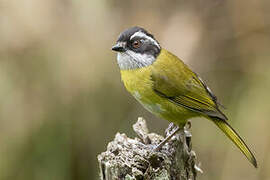 Sooty-capped Bush Tanager