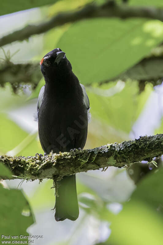 Scarlet-browed Tanager male adult, close-up portrait