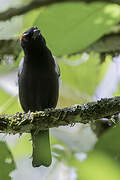 Scarlet-browed Tanager