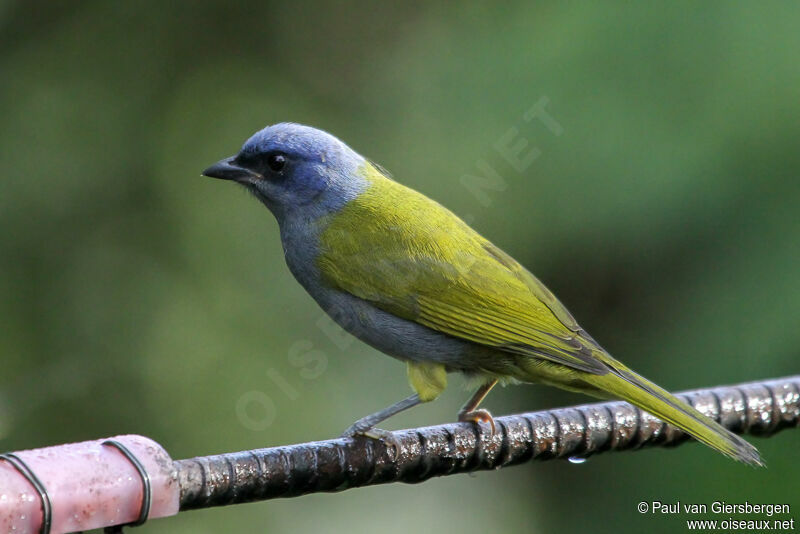 Blue-capped Tanager