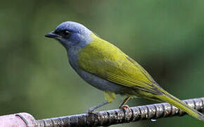 Blue-capped Tanager