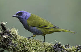 Blue-capped Tanager