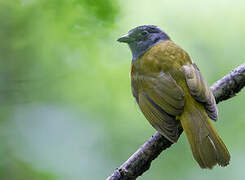 Grey-headed Tanager