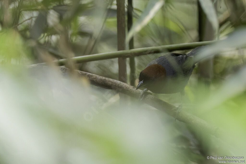 Chestnut-headed Tanager male adult