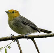 Orange-headed Tanager