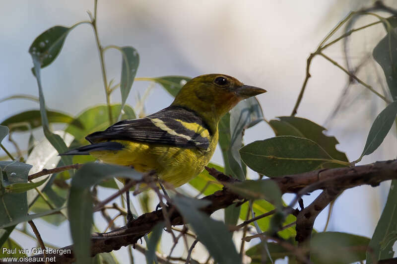 Western Tanager