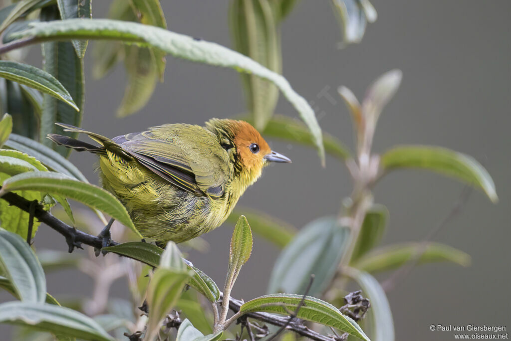 Rust-and-yellow Tanageradult