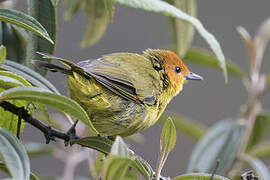 Rust-and-yellow Tanager