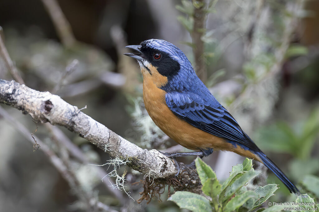 Chestnut-bellied Mountain Tanageradult