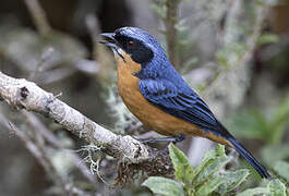 Chestnut-bellied Mountain Tanager