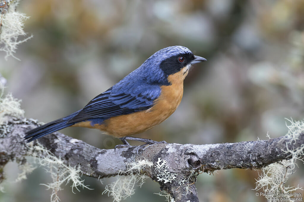 Chestnut-bellied Mountain Tanageradult