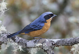 Chestnut-bellied Mountain Tanager