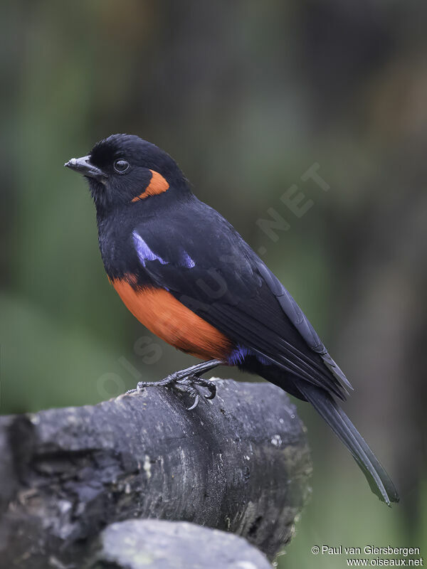 Scarlet-bellied Mountain Tanageradult