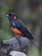 Scarlet-bellied Mountain Tanager