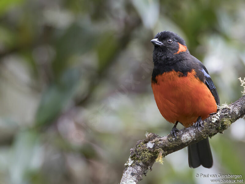 Scarlet-bellied Mountain Tanageradult