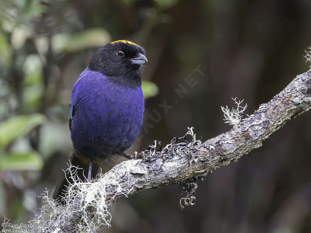 Golden-crowned Tanageradult, close-up portrait