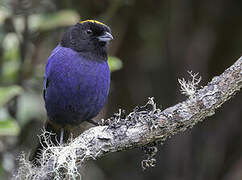 Golden-crowned Tanager