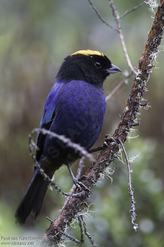 Golden-crowned Tanageradult, identification