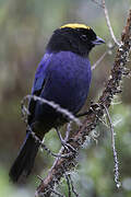 Golden-crowned Tanager