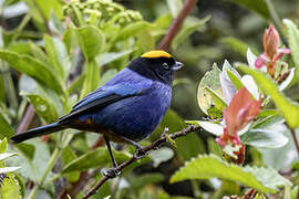 Golden-crowned Tanager